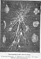 Gromia (Cercozoa: Gromiidea)
