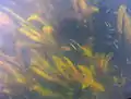Dolly Varden and Rainbow trout fry in one of the refuge's many lakes.