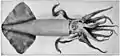 Humboldt squid (Dosidicus gigas, max. 1.5&nbsp;m or 4.9&nbsp;ft)