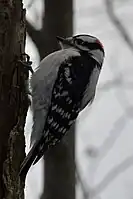 Downy Woodpecker Dryobates pubescens in Cambridge, Ontario, Canada.