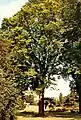 'Louis van Houtte' in Royal Botanic Garden Edinburgh (1989)