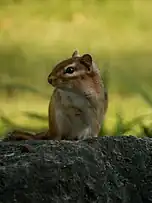 Looking to the right