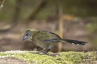 Juvenile P. o. lateralis