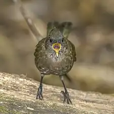 Juvenile P. o. lateralis