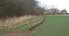 Bonny Wood