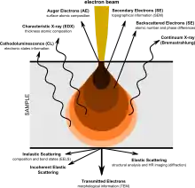 Pictorial diagram showing signals generated when an electron beam interacts with a sample of matter. At the top, the primary electron beam impinges on the sample. Various types of emissions are shown in order of increasing penetration depth of the beam. Near the top are Auger Electrons, followed by Secondary Electrons, then Backscattered Electrons, all emerging in the general direction towards the impinging beam. Next are four types of radiation (shown with wavy arrows): Characteristic X-rays, Continuum X-rays, Cathodo-luminescence, and Fluorescent X-rays. The later two are shown as being emitted from the same depth. Finally, shown having passed through the body of the sample are, in increasing order of angular displacement from the beam axis, Transmitted Electrons, Diffracted Electrons, and Scattered Elections.