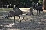 Emus