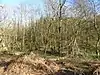 Enborne Copse