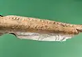 Engraved antler from Bodal Mose, Denmark