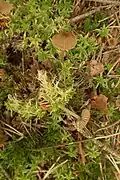 Entoloma sphagnorum, Norway