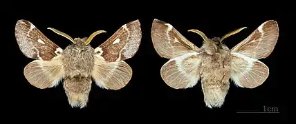 Adult male