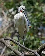 Eurasian Spoonbill