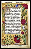 Opening words of the Gospel of St. John, f. 17r