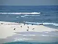 Seagulls in Farasan Islands Beaches