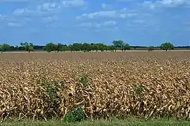 Farmland in the Blackland Prairie region seen from Highway 123, Guadalupe County, Texas, USA (9 July 2020)