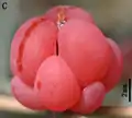 Ephedra intermedia seed cone.
