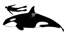 Diagram showing a 5.4 meter (18 foot) female killer whale compared to a 1.8 meter (5 foot 11 inches) human scuba diver.