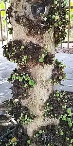 Trunk with unripe fruit
