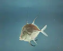A naturally occurring Lookdown, in the Gulf of Mexico