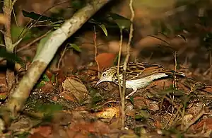 Sokoke pipit on the forest floor