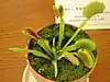 Venus flytrap