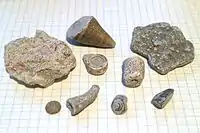 Fossils from beaches of the Baltic Sea island of Gotland, placed on paper with 7&nbsp;mm (0.28 inch) squares
