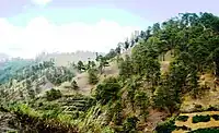 Pine&nbsp;forests in&nbsp;Bokod