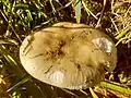 Birch Brittlegill, Russula betularum (yellow form)