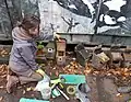 Checking nestboxes for spiders before cleaning and repairs