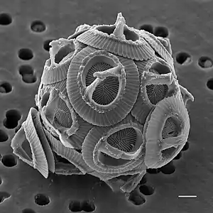 Gephyrocapsa oceanica (scale bar is 1&nbsp;μm)