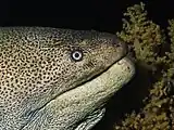 Giant moray from the Red Sea