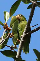 A green parrot with a red forehead, yellow shoulders, and white eye-spots