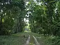 A road inside the park