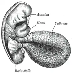 Human embryo of 2.6&nbsp;mm.