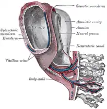 Model of human embryo 1.3&nbsp;mm. long. (Splanchic mesoderm labeled at left, somatic mesoderm at top right