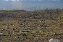 Reindeer in front of herbivore exclosures. The vegetation is higher within the fences than outside, showing herbivory pressure. The vegetation is higher within the second fence that excludes both large and smaller herbivores (rodents) underlining the pressure brought by different herbivores.