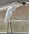 Great egret Casmerodius albus- Breeding plumage at Sultanpur.