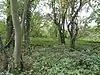 Great Merrible Wood