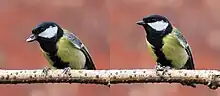 Male great tit on branch with sunflower seed