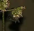 Feeding on kapok at night in  Kolkata