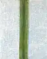 Green Stripe (1917)
