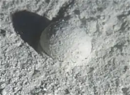Gromia sphaerica is a large spherical testate amoeba which makes mud trails. Its diameter is up to 3.8&nbsp;cm.