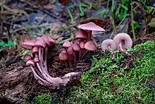 alt=Two purplish-pink
mushrooms with bell-shaped caps; one mushroom is growing in rotting wood, the other has been pulled out and lies beside it.