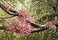 Hakea bakeriana from NSW Central Coast