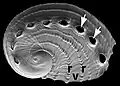 A 5&nbsp;mm long juvenile shell of Haliotis asinina showing the tremata and ridges.