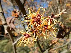 Flowers of Hamamelis varnalis 'Autumn embers' (copper-red)