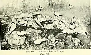 The Tern and Ringed Plover Group. Case 202.