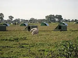 Free range pigs with field shelters, England, 2006