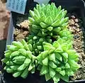 The highly proliferous Haworthia reticulata bears tiny teeth and a reticulated pattern on its leaves.