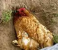 Dustbathing by a hen